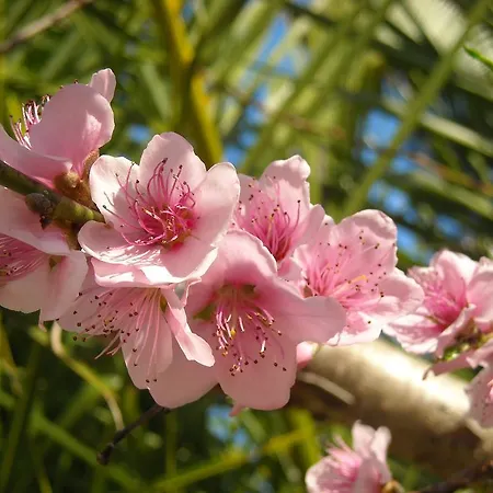 Apart-hotel Capitalmoura Mouragolf Village 3*