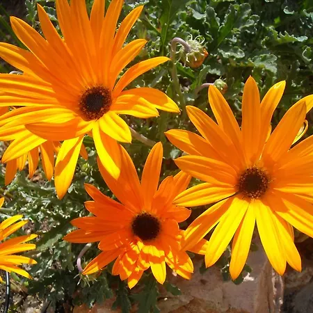 Capitalmoura Mouragolf Village Apart-hotel 3*