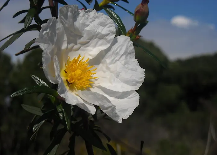 卡皮托莫拉 - 莫拉高尔夫乡村酒店 公寓式酒店 维拉摩拉