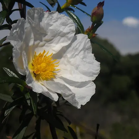 Capitalmoura Mouragolf Village Aparthotel Vilamoura